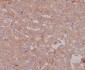 Anti-Bovine Serum Albumin Rabbit Monoclonal Antibody